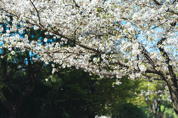 【中医科普】阴阳均昼夜，调和平心宁——二十四节气养生保健之春分