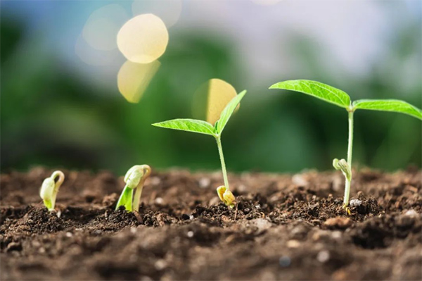 【中医科普】不负春光，野蛮生长，春季助长，事半功倍！